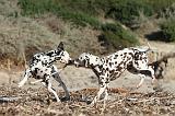 DALMATIEN 124